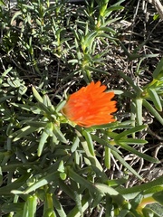 Ruschieae
