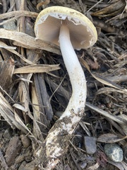 Stropharia ambigua