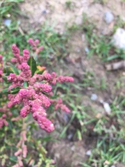 Magnoliopsida