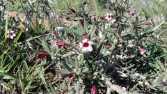 Pachypodium bispinosum