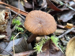 Lactifluus ochrogalactus