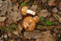 Russula grata