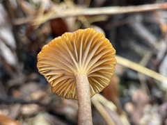 Lactifluus ochrogalactus