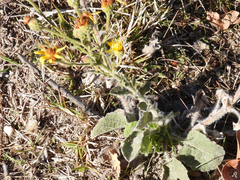 Heterotheca grandiflora
