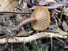 Lactifluus ochrogalactus