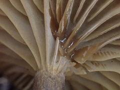 Lactifluus ochrogalactus