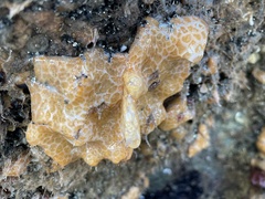 Aplidium californicum