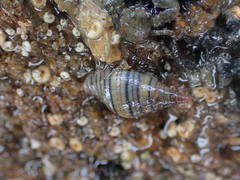 Buccinulum littorinoides