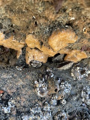 Aplidium californicum