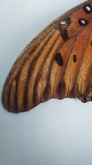 Dione vanillae incarnata