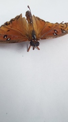 Dione vanillae incarnata