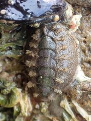 Acanthochitona zelandica