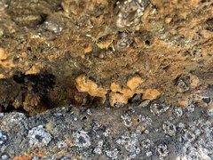 Aplidium californicum