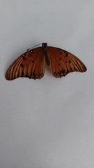 Dione vanillae incarnata