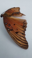 Dione vanillae incarnata