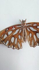 Dione vanillae incarnata