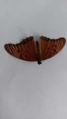 Dione vanillae incarnata