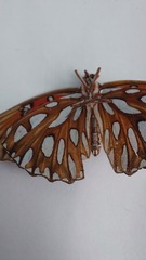 Dione vanillae incarnata