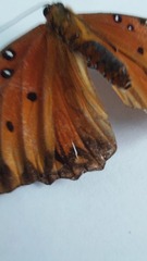 Dione vanillae incarnata