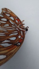 Dione vanillae incarnata