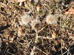 Heterotheca grandiflora