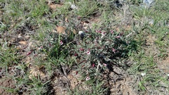 Pachypodium bispinosum