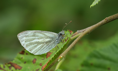 Pieris bowdeni