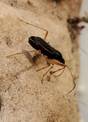 Cnemodus mavortius