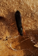 Cnemodus mavortius