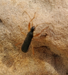 Cnemodus mavortius