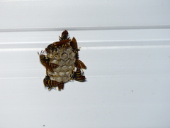 Polistes crinitus
