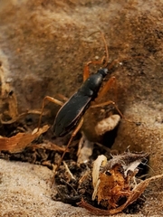 Cnemodus mavortius