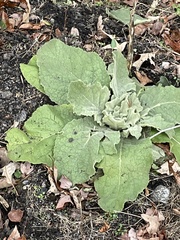 Verbascum thapsus