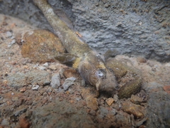 Gobiomorphus breviceps