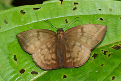 Achlyodes pallida