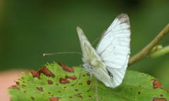 Pieris bowdeni
