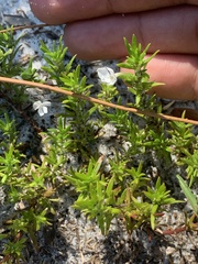 Gratiola hispida