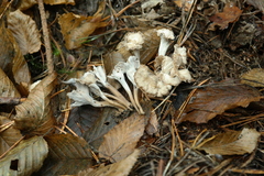 Craterellus undulatus