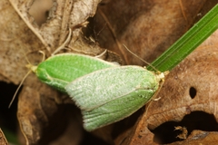 Tortrix viridana