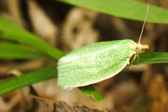 Tortrix viridana
