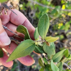 Forestiera macrocarpa