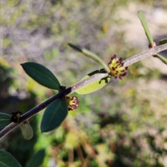 Forestiera macrocarpa
