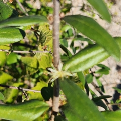 Forestiera macrocarpa