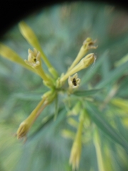 Cestrum parqui