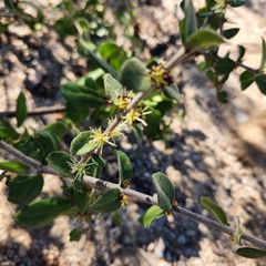 Forestiera macrocarpa