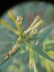 Cestrum parqui