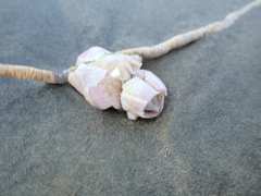 Notomegabalanus decorus