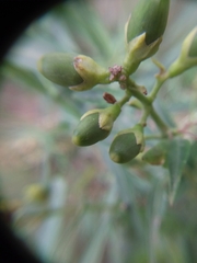 Cestrum parqui