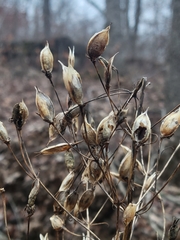 Frasera caroliniensis