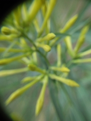 Cestrum parqui